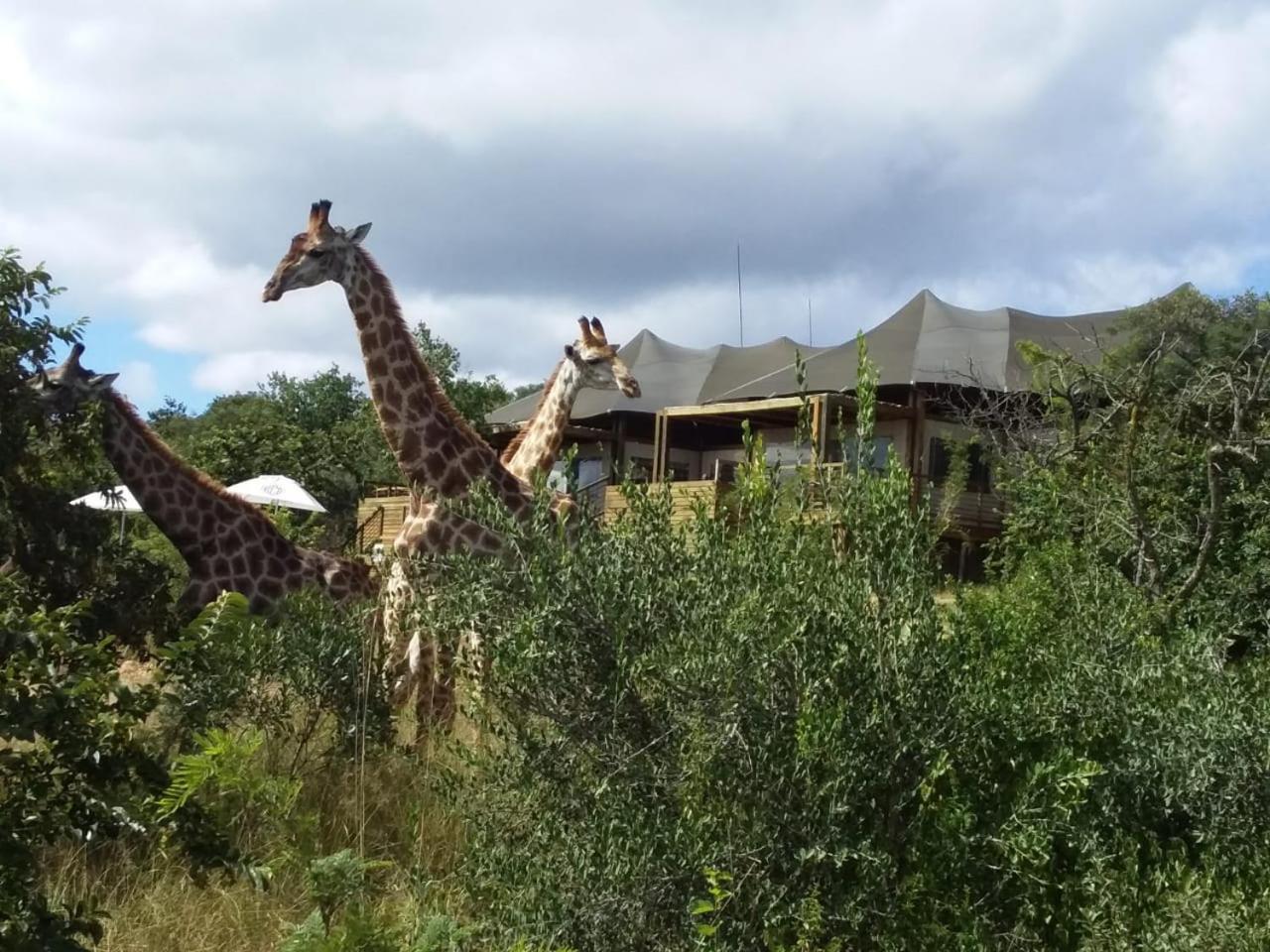Ndhula Luxury Tented Lodge White River Ngoại thất bức ảnh